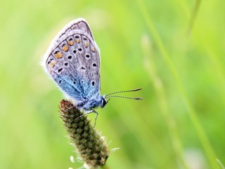 Obraz na płótnie Canvas common blue butterfly