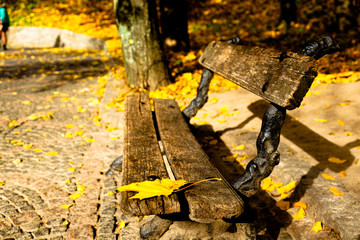 Vintage bench in autumn park