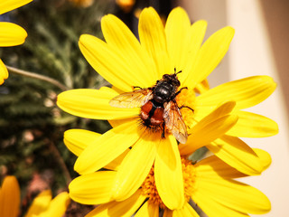 Close-up of a yellow daisy with an insect posed above