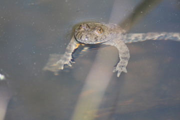 Gelbbauchunke