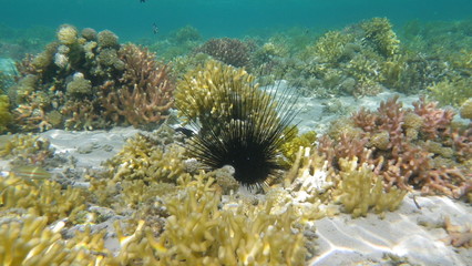 underwater world of corals of the red sea