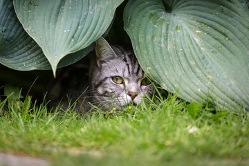 Britisch Kurzhaar Katze