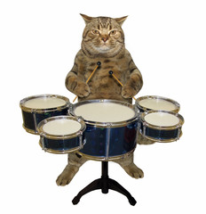 Fototapeta na wymiar The cat musician plays the drums. White background.