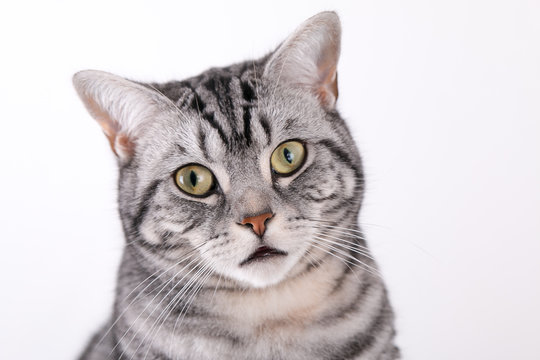 Britisch Kurzhaar Katze