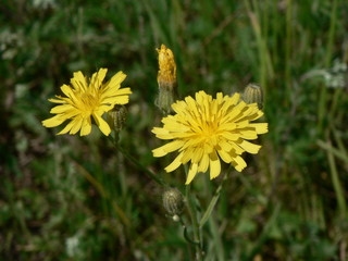  yellow flowers