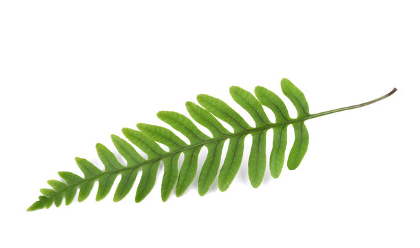  fern