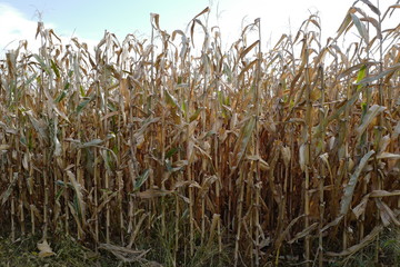 Late autumn of farm park