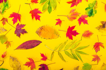Naklejka na ściany i meble Top view Autumn background with fallen different multicolor leaves - green, yellow, orange, red on textured bright yellow paper. Bright backdrop made of foliage. Selective focus.