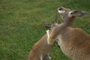kangaroos playing
