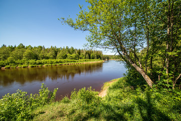 Fototapeta na wymiar calm river with reflections of trees in water in bright green foliage in summer