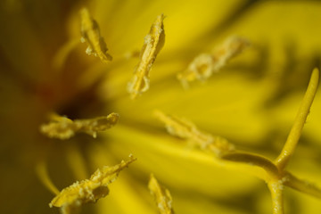 closeup of yellow flower lily