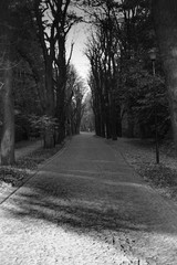 czarno białe droga w parku