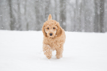 Poodle puppy in the snowy Vienna Woods, Austria. Poodle snow fun