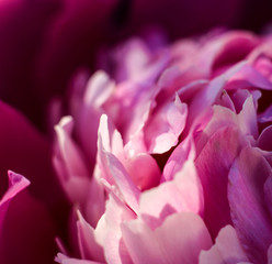 Fototapeta na wymiar closeup of pink flower peony