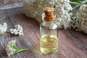 A bottle of yarrow essential oil with fresh yarrow twigs