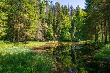 calm river with reflections of trees in water in bright green foliage in summer
