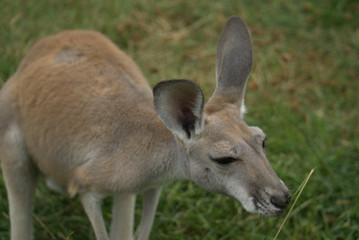 kangaroo in grass