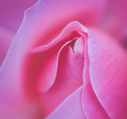 Fototapeta na wymiar closeup of pink flower rose