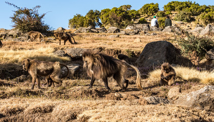 Äthiopien - Blutbrustpaviane im Sämen-Nationalpark