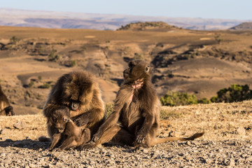 Äthiopien - Blutbrustpaviane im Sämen-Nationalpark