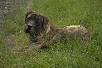 dog on grass