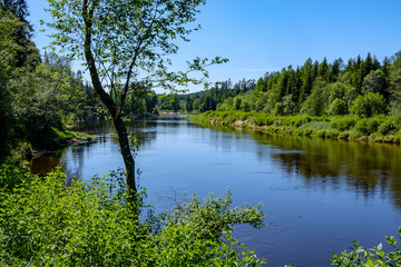 calm river with reflections of trees in water in bright green foliage in summer
