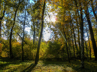 Bright colors of autumn in the city Park and the sun breaks through the leaves