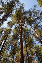 танцующий лес