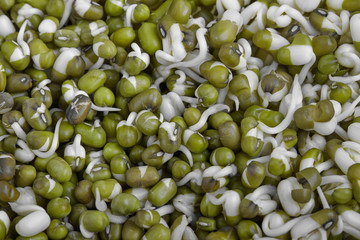 fresh mung bean sprouts