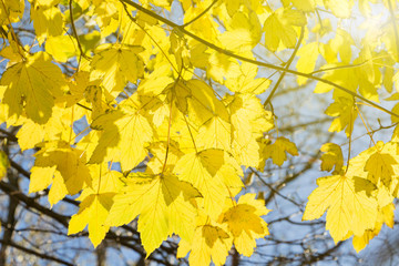 Autumn leaves on the sun and blurred trees . Fall background.