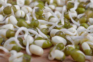 fresh mung bean sprouts on wood background