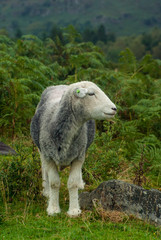 Naklejka premium Herdwick Sheep near Elterwater, Lake District, Cumbria