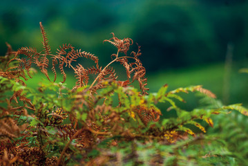 Autumn fern