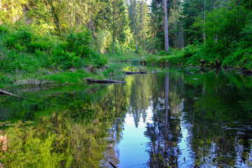 calm river with reflections of trees in water in bright green foliage in summer