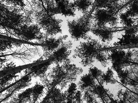 Fototapeta Trees in the forest