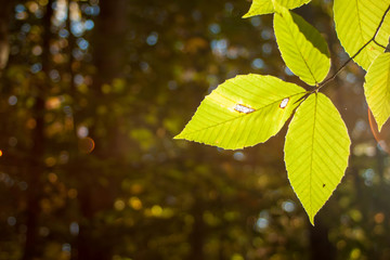 autumn birch leaves