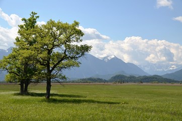 im Murnauer Moos, Bayern