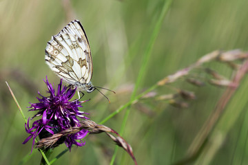 marbled white