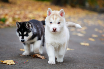 Two husky puppies in an autumn park © castenoid