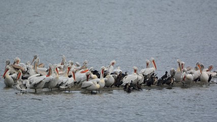 Dalmatian Pelican (Pelecanus crispus), Greece