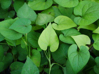 green leaves background