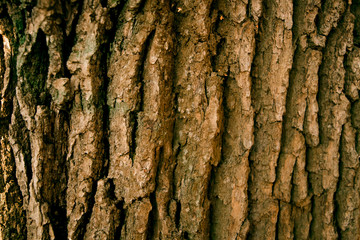 Tree bark close-up with copy space. The concept of wooden texture.