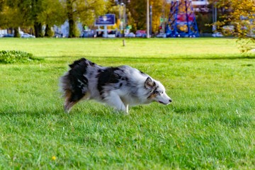 Australian shepherd aussie. Dogs play with each other, merry fuss, harmonious relations, correction of behavior and aggressiveness. Obedient pet performs the commands of its owner. 