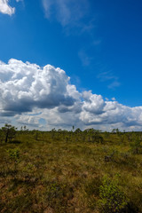 Fototapeta na wymiar empty swamp landscape with water ponds and small pine trees