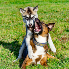 Puppy miniature husky. Dogs play with each other, merry fuss, harmonious relations, correction of...