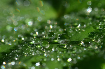 Wassertropfen auf Frauenmantel