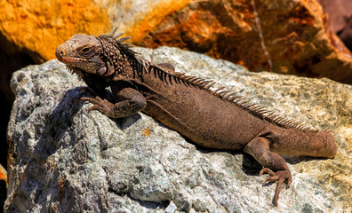Iguana on a rock