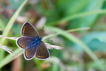 common blue