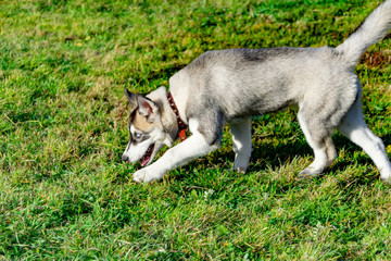 Puppy miniature husky. Dogs play with each other, merry fuss, harmonious relations, correction of...