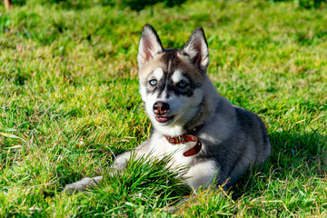 Puppy miniature husky. Dogs play with each other, merry fuss, harmonious relations, correction of...